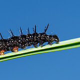 Insects